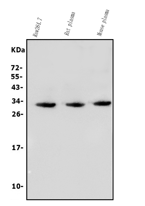 a01014 4 tnfrsf17 primary antibodies wb testing 1