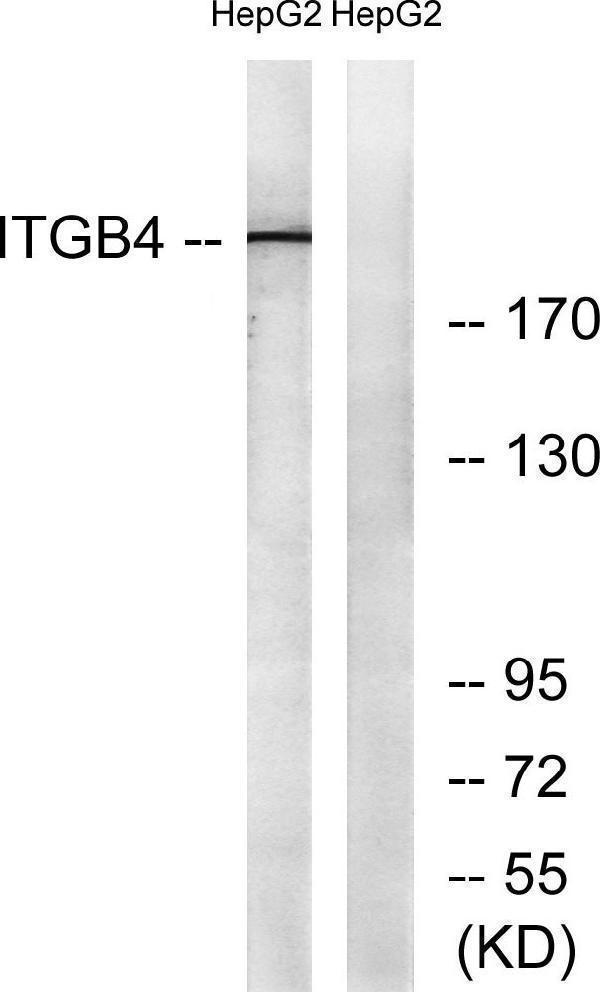 a01015 1 itgb4 primary antibodies wb testing 3