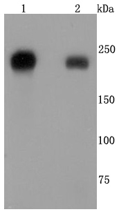 a01015 itgb4 primary antiboties wb testing 1