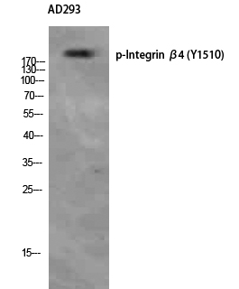 a01015y1510 itgb4 primary antibodies wb testing 2