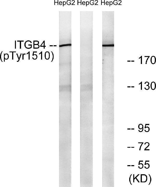 a01015y1510 itgb4 primary antibodies wb testing 3