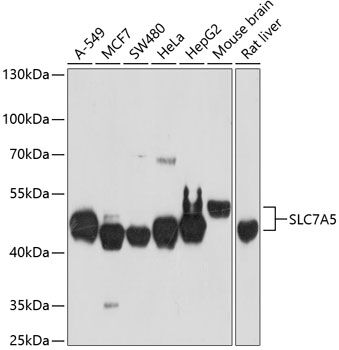 a01016 slc7a5 primary antiboties wb testing 1