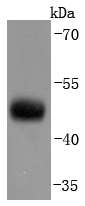 Western blot analysis of CNPase on mouse brain lysates using anti-CNPase antibody at 1/1,000 dilution