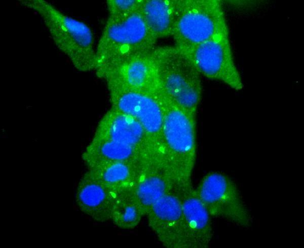 ICC staining Glutathione Peroxidase 1 in 293 cells (green)