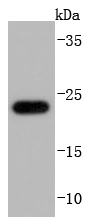 Western blot analysis of Glutathione Peroxidase 1 on THP-1 cells lysates using anti-Glutathione Peroxidase 1 antibody at 1/1,000 dilution