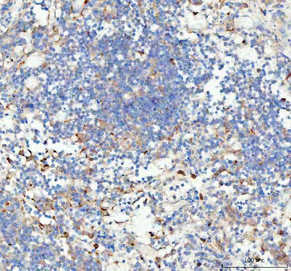a01019 2 gpx1 primary antibodies ihc testing 4