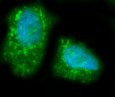 a01020 1 lipc primary antibodies if testing 4