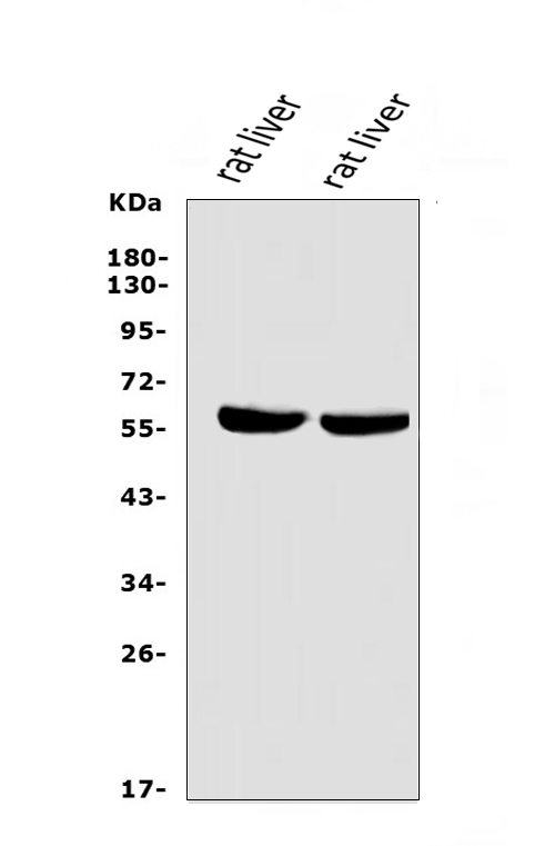  Western blot analysis of LIPC using anti-LIPC antibody (A01020-1)