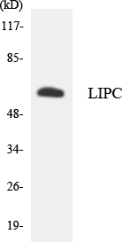 Western blot analysis of the lysates from HT-29 cells using LIPC antibody