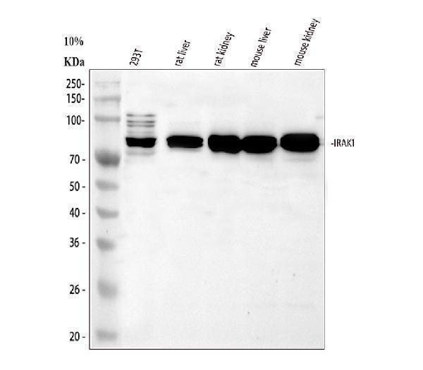  Western blot analysis of IRAK1 using anti-IRAK1 antibody (A01021-1)