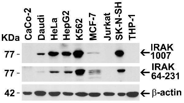 Independent Antibody Validation (IAV) via Protein Expression Profile in Cell Lines
Loading: 15 μg of lysates per lane