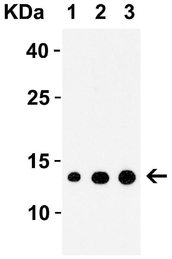 Western Blot Validation with Recombinant Protein
Loading: 30 ng of human IRAK recombinant protein per lane
