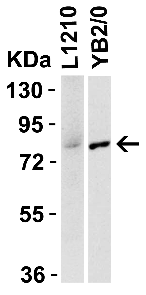 a01021 2 irak1 primary antibodies wb testing 4