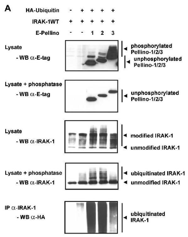 a01021 2 irak1 primary antibodies wb testing 7