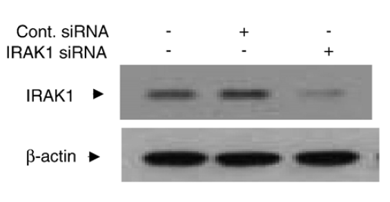 a01021 2 irak1 primary antibodies wb testing 8