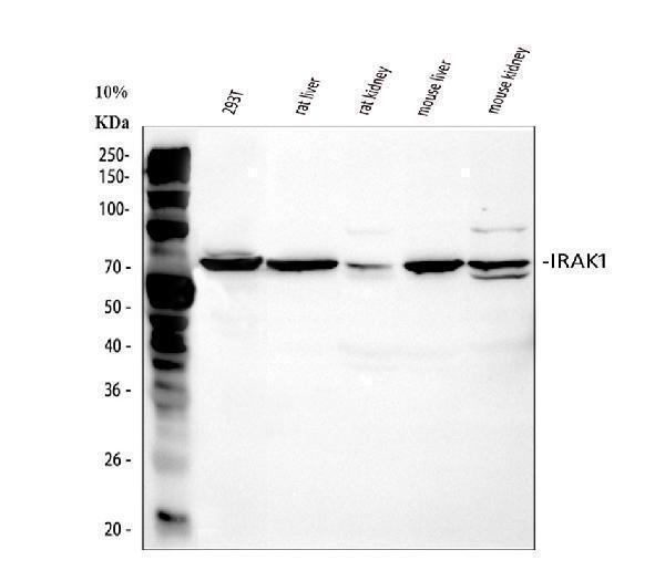 a01021 irak primary antibodies wb testing 1