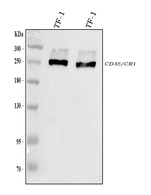 a01022 1 cd35 primary antibodies wb testing 1