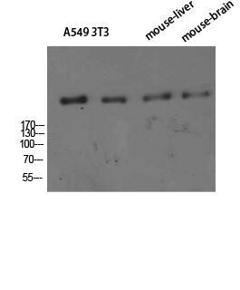 a01022 cr1 primary antibodies wb testing 1