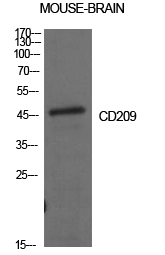 Western Blot analysis of mouse brain cells using CD209 Polyclonal Antibody