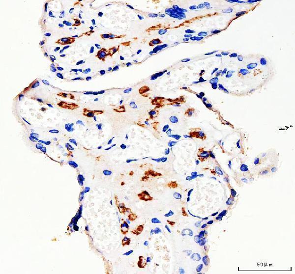 a01025 2 dc sign primary antibodies ihc testing 1