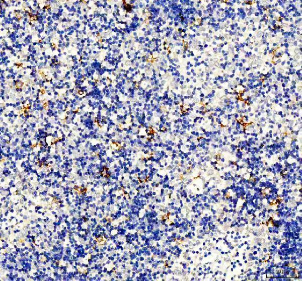 a01025 2 dc sign primary antibodies ihc testing 2