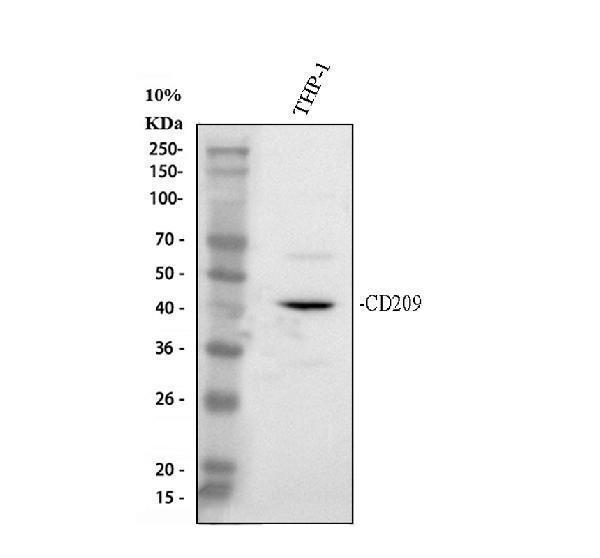 a01025 2 dc sign primary antibodies wb testing 1