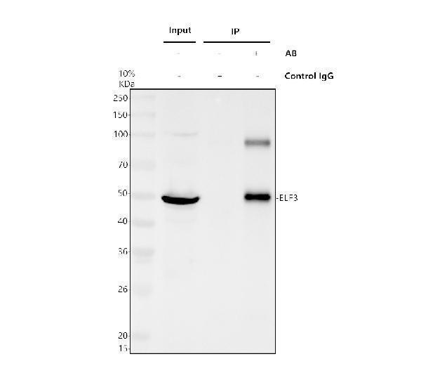 a01027 2 elf3 primary antibodies ip testing 1