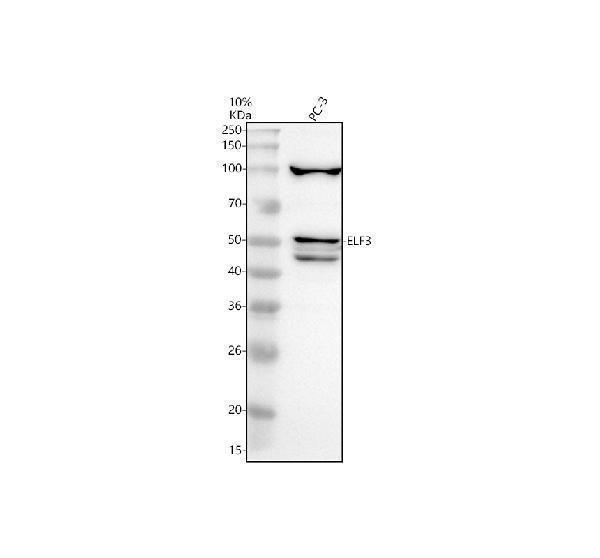 a01027 2 elf3 primary antibodies wb testing 1