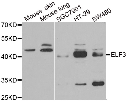 a01027 elf3 primary antiboties wb testing 1