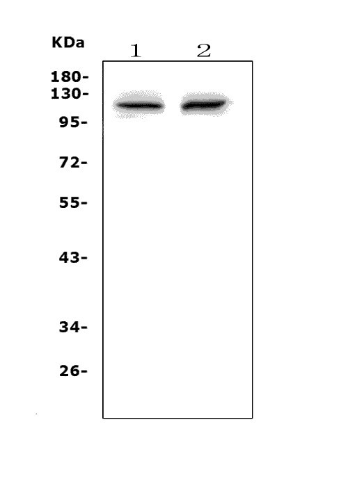 a01028 1 pms2 primary antibodies wb testing 1