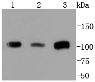 Western blot analysis of PMS2 on different lysates using anti-PMS2 antibody at 1/1,000 dilution