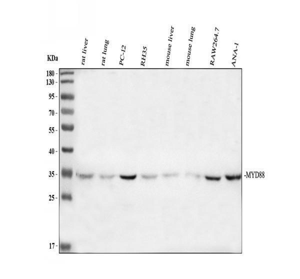 a01028 myd88 primary antibodies wb testing 1
