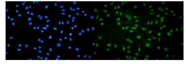 a01029 1 polr2a primary antibodies if testing 6_