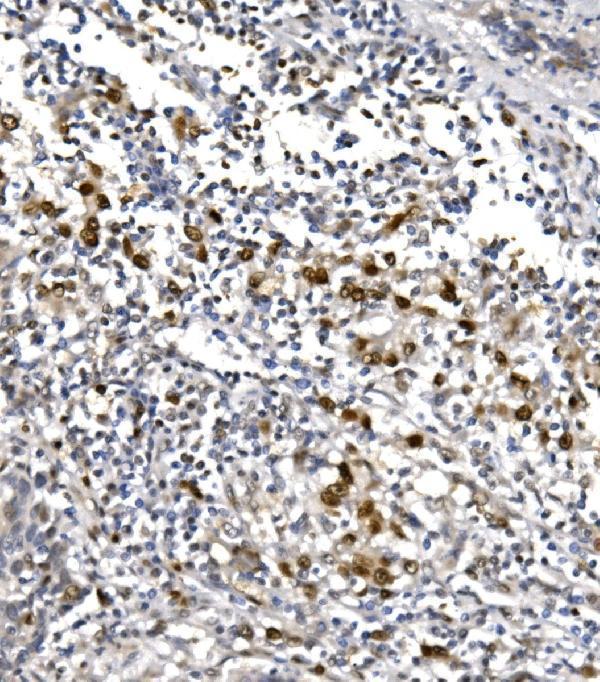 a01029 1 polr2a primary antibodies ihc testing 2