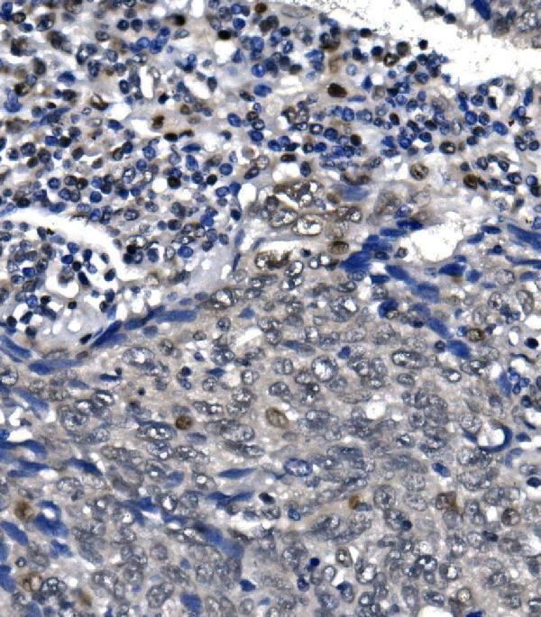 a01029 1 polr2a primary antibodies ihc testing 4