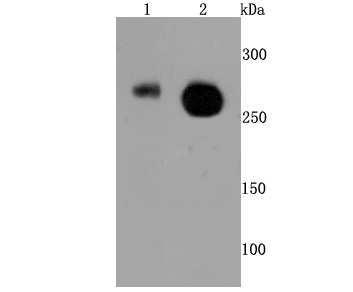Western blot analysis of Phospho-POLR2A (S2) on differnt cells lysates using anti- Phospho-POLR2A (S2) antibody at 1/500 dilution
