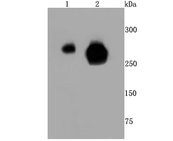Western blot analysis of Phospho-POLR2A (S5) on different cells lysates using anti- Phospho-POLR2A (S5) antibody at 1/500 dilution