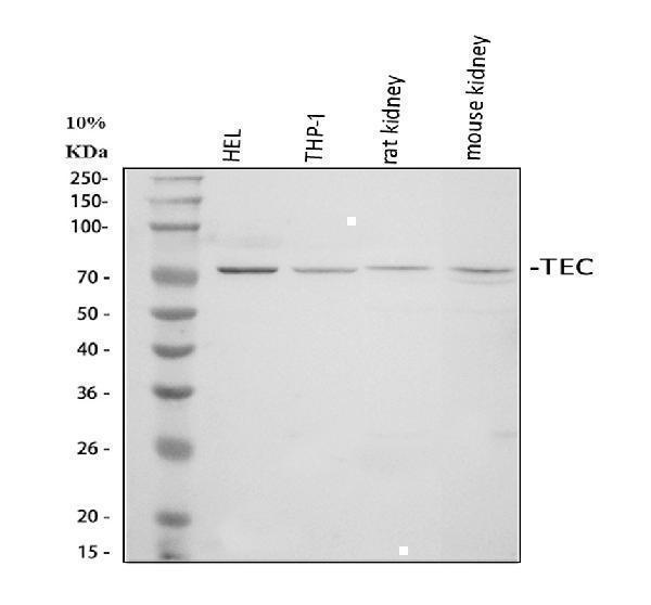 a01031 tec primary antibodies wb testing 1