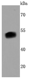 a01032 1 foxa2 primary antiboties wb testing 1