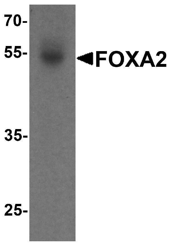 a01032 foxa2 primary antibodies wb testing 1