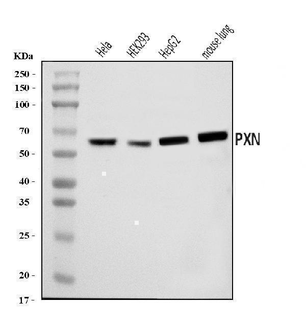  Western blot analysis of Paxillin/PXN using anti-Paxillin/PXN antibody (A01033-2)