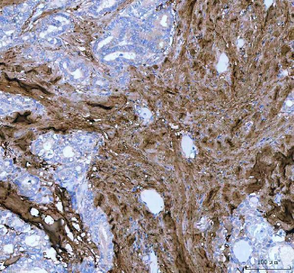 a01034 2 lum primary antibodies ihc testing 4