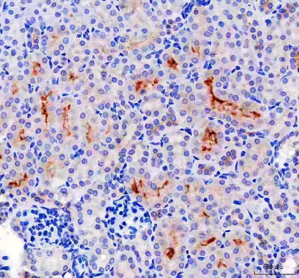 a01034 2 lum primary antibodies ihc testing 5