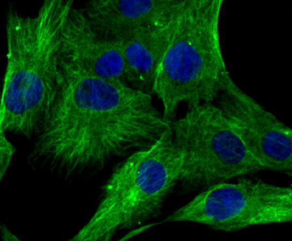 ICC staining Lumican in MG-63 cells (green)