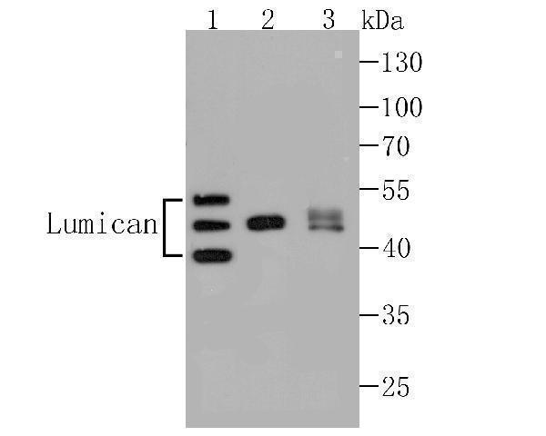 Western blot analysis of Lumican on different lysates using anti-Lumican antibody at 1/1,000 dilution