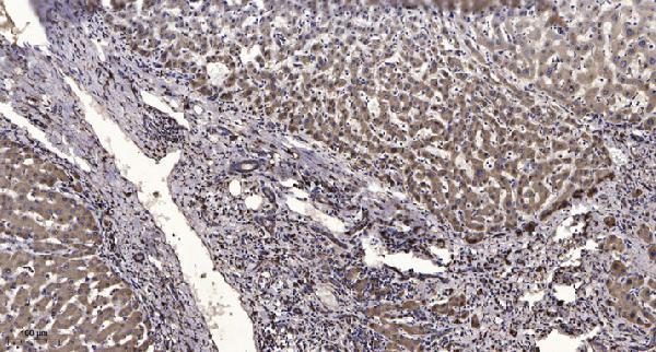 a01036 1 kcnh1 primary antibodies ihc testing 1