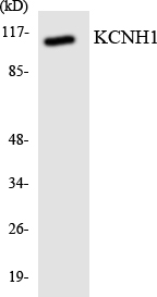 a01036 1 kcnh1 primary antibodies wb testing 3