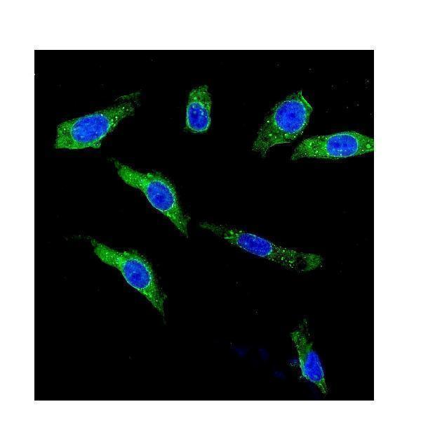 a01036 3 kcnh1 primary antibodies if testing 2