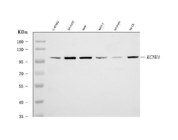a01036 4 kcnh1 primary antibodies wb testing 1