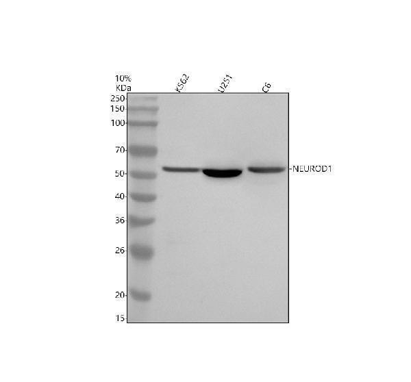 Western blot analysis of NEUROD1 using anti-NEUROD1 antibody (A01038-2)